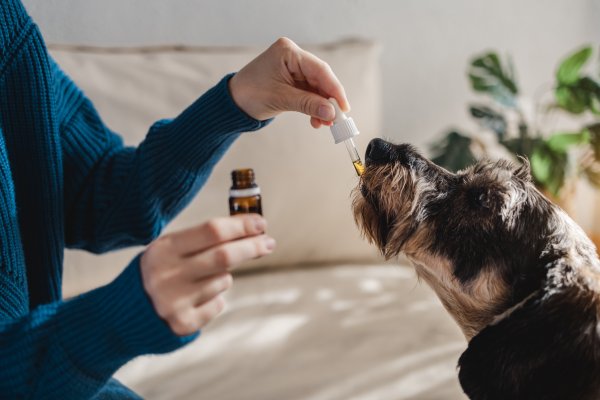 Dog taking cbd oil via a dropper